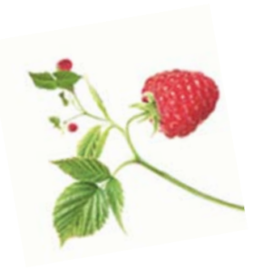 Aromathérapie Treatment Booster Oils