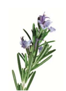 lavendar 