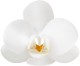 Meryann Spa Orchid