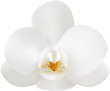 Meryann Spa Orchid